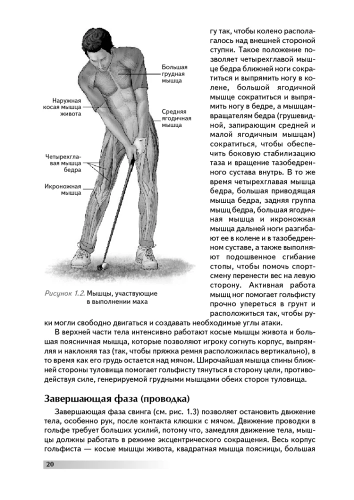 Anatomia golfa