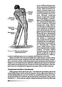 Anatomia golfa