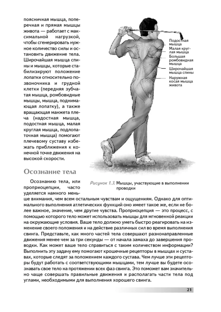 Anatomia golfa