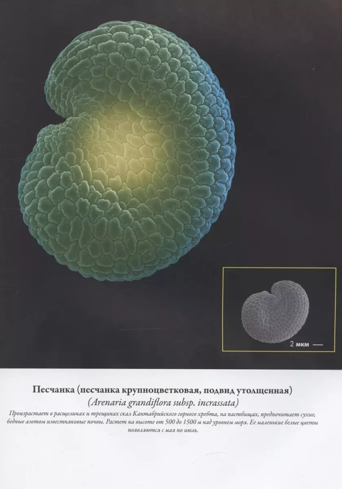 Nasiona i ziarna. Ilustrowany atlas. Niesamowite fakty o uprawach rolnych i ich wpływie na rozwój ludzkości