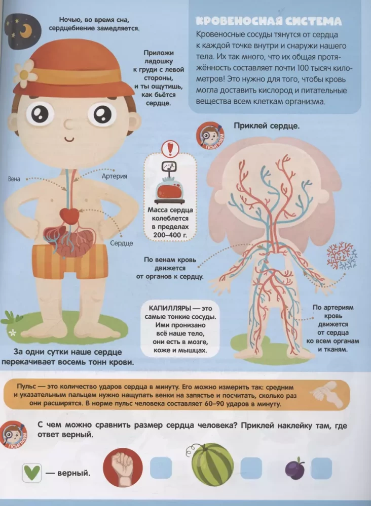 Graj i przyklejaj. Anatomia