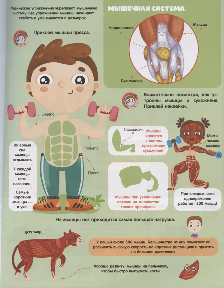 Graj i przyklejaj. Anatomia