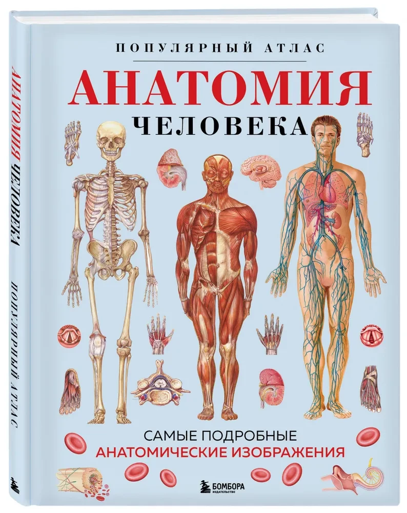 Анатомия человека. Популярный атлас. Самые подробные анатомические изображения