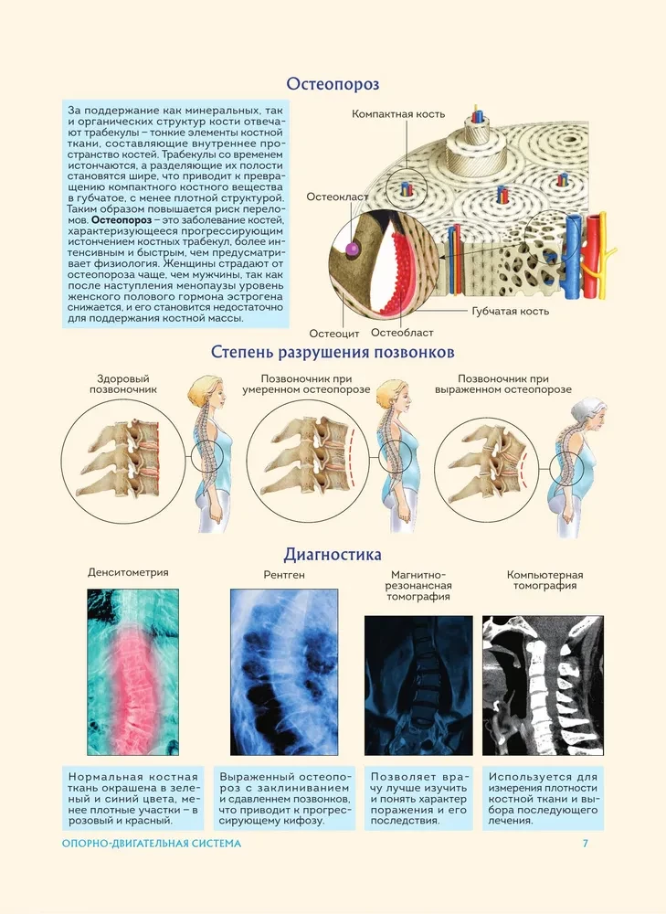 Анатомия человека. Популярный атлас. Самые подробные анатомические изображения