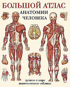 Большой атлас анатомии человека