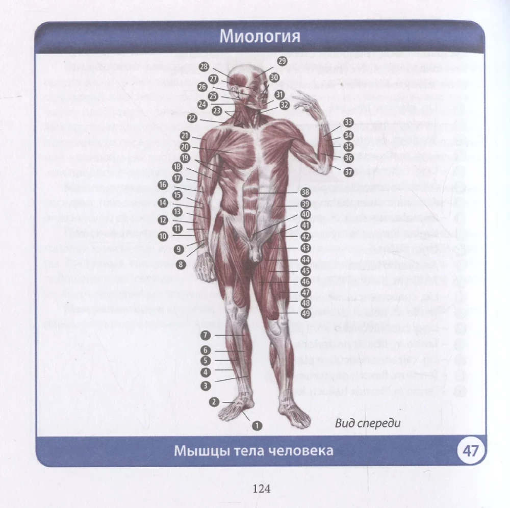 Anatomia człowieka. Kompaktowy atlas. Układ ruchu i podparcia