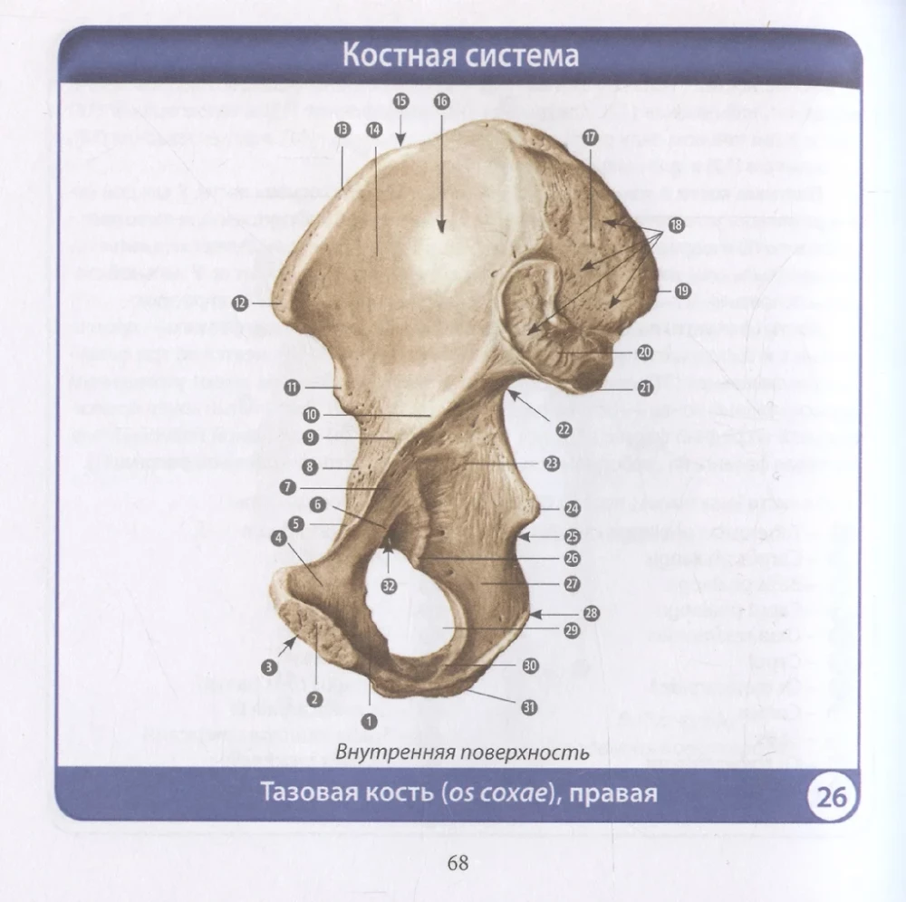 Anatomia człowieka. Kompaktowy atlas. Układ ruchu i podparcia