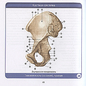 Anatomia człowieka. Kompaktowy atlas. Układ ruchu i podparcia