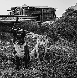 Monochrom. Przenikająca piękność Rosji w czarno-białych fotografiach Iwana Demientiewskiego